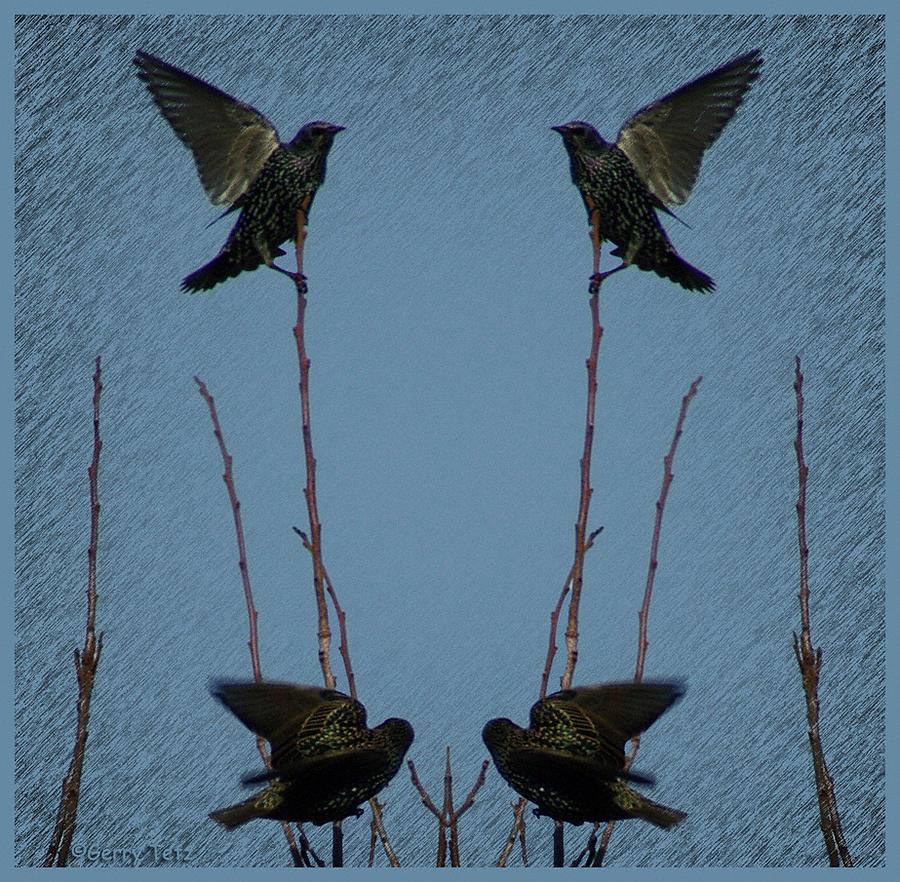 Starlings Photograph
