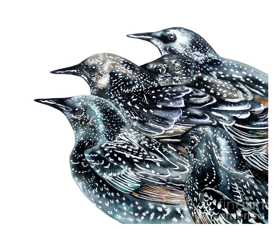 Bird Painting - Starlings by Marie Burke