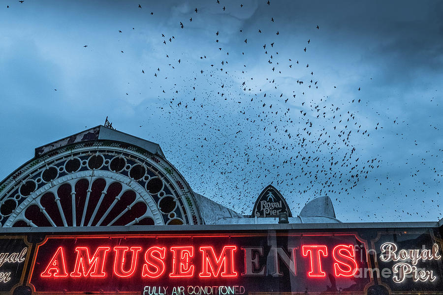 Starlings over Aberystwyth Royal Pier Photograph by Keith Morris - Fine ...