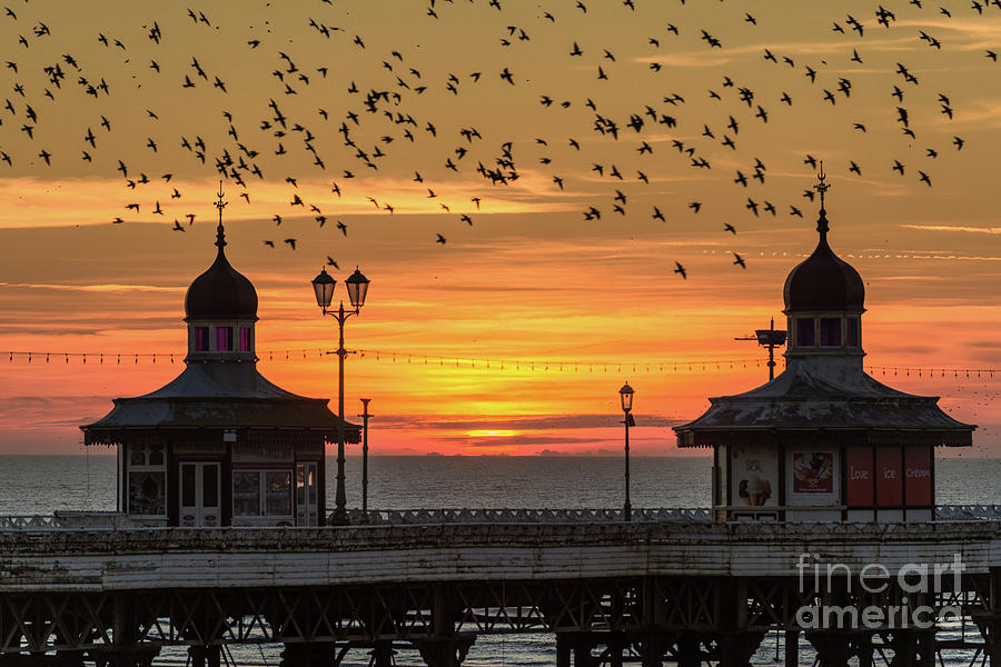 Starlings Photograph - Starlings over North Pier by Stephen Cheatley