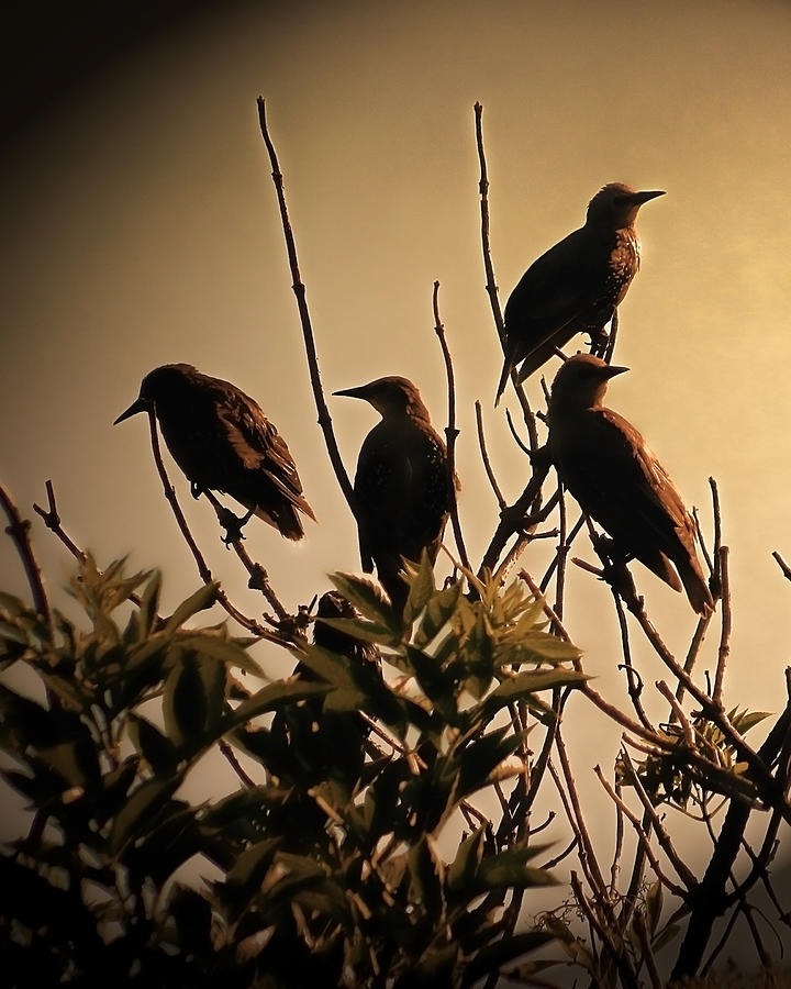 Starlings Photograph - Starlings by Sharon Lisa Clarke