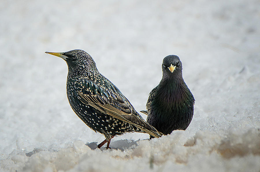 Starlings Photograph by Susan McMenamin