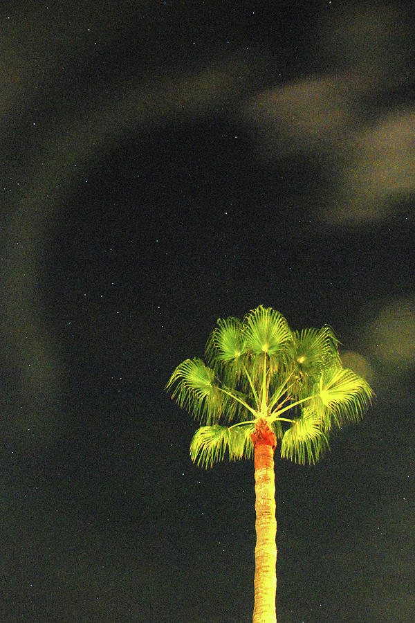 Starlit Palm Photograph by Richard Gibb