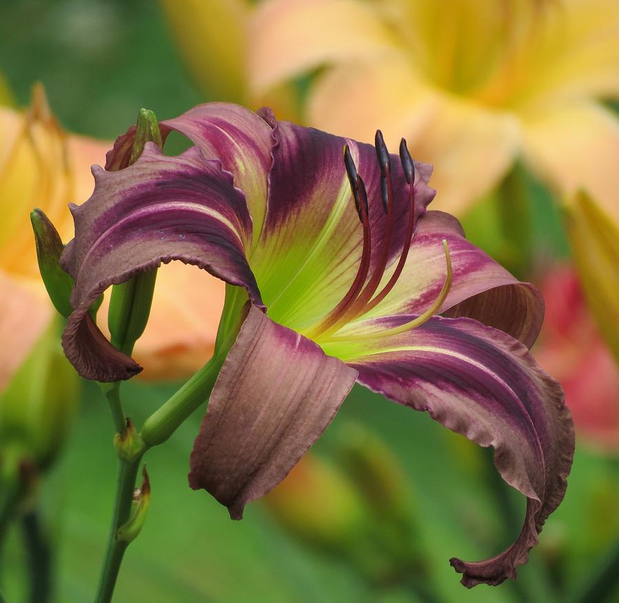 Starman's Quest Photograph by MTBobbins Photography Pixels