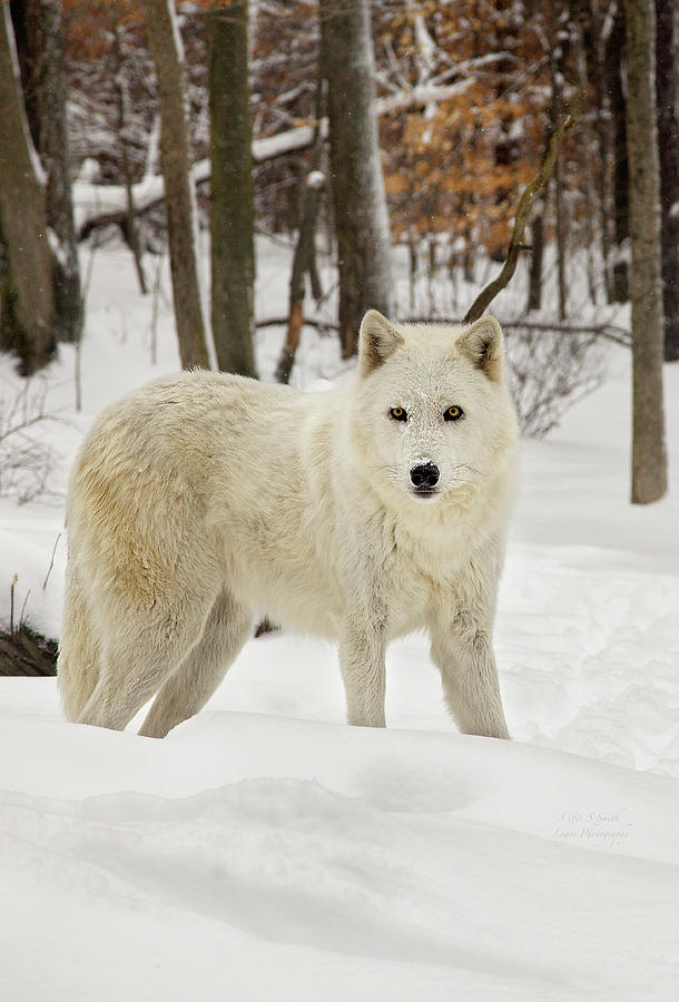 Starring Arctic Wolf Photograph by Steve and Sharon Smith