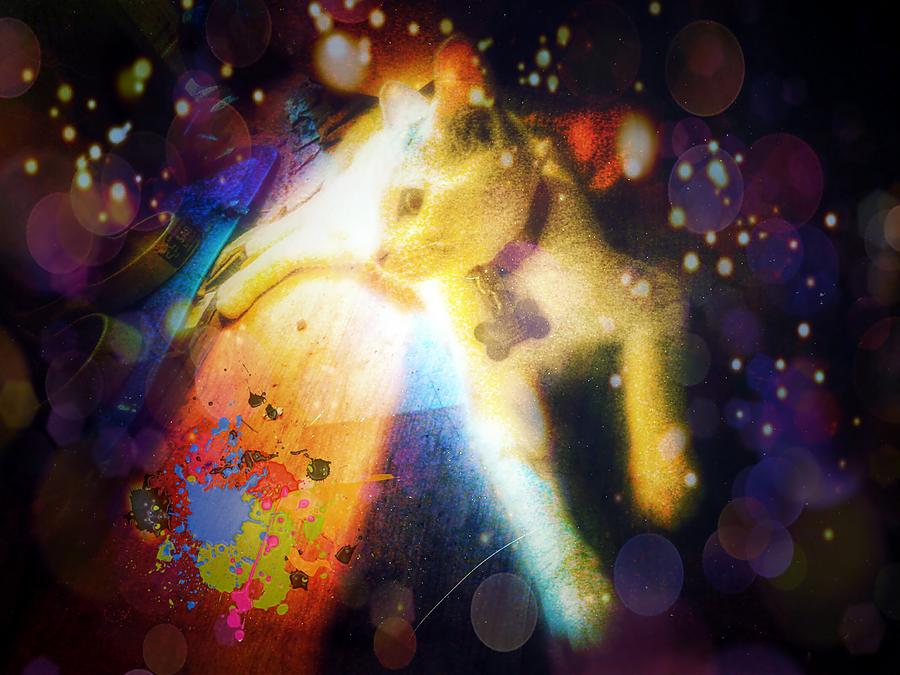 Starry Cat Photograph