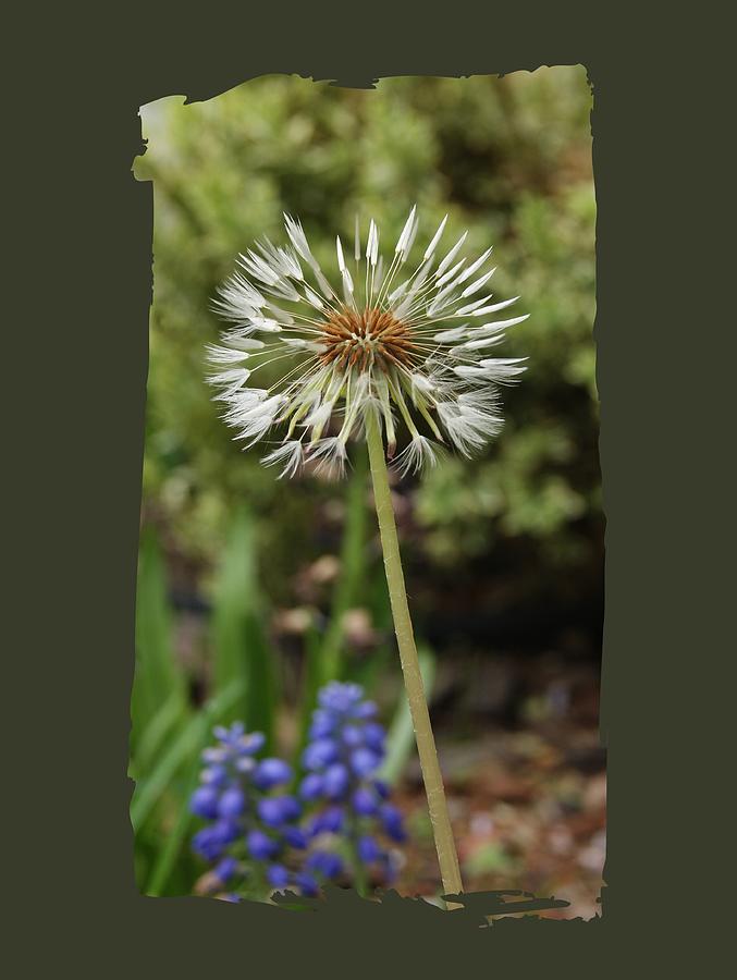 Starry Dandelion Photograph by Margie Avellino