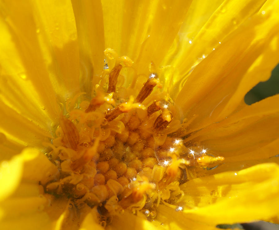 Goldeneye Photograph - Starry Goldeneye by Heather Coen