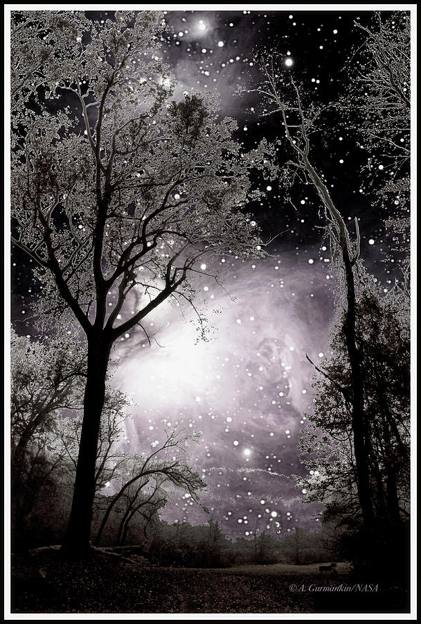 Starry Night at a Forest Edge Digital Art by A Macarthur Gurmankin