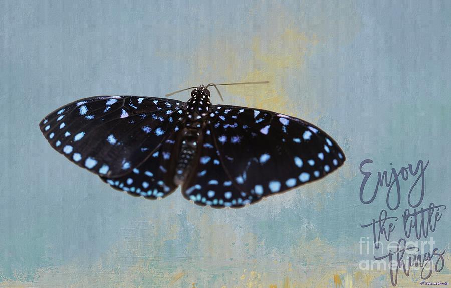 Butterfly Photograph - Starry Night by Eva Lechner