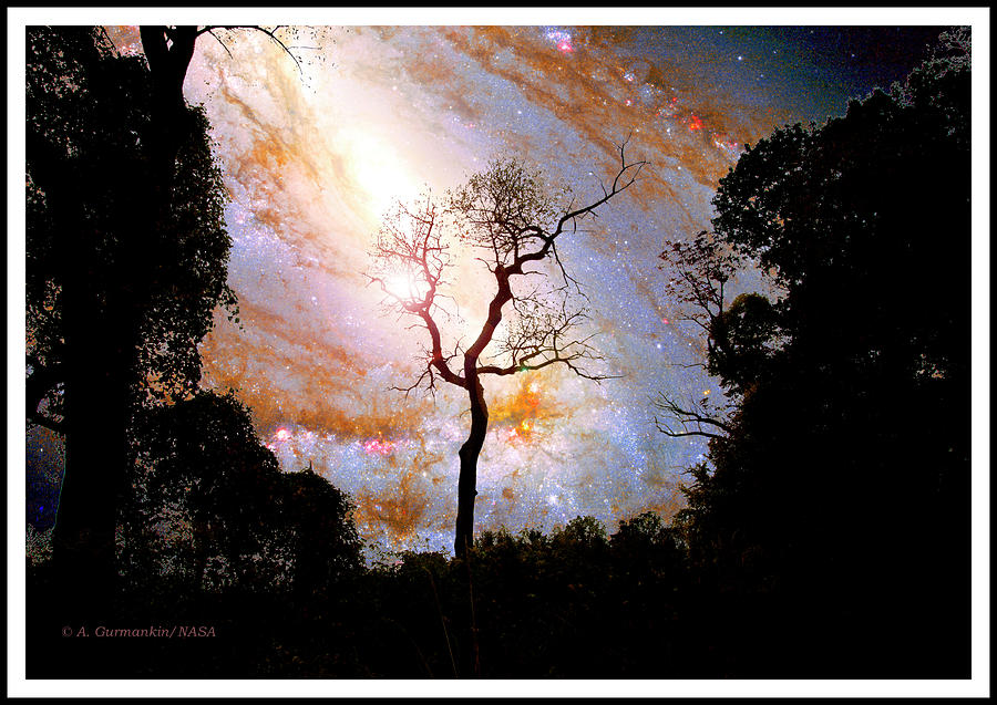 Starry Night, Tree Silhouettes Photograph by A Macarthur Gurmankin
