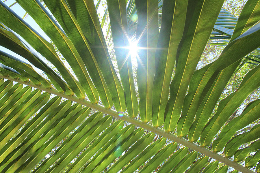 Starry Palm Photograph by Cynthia Lynn - Pixels