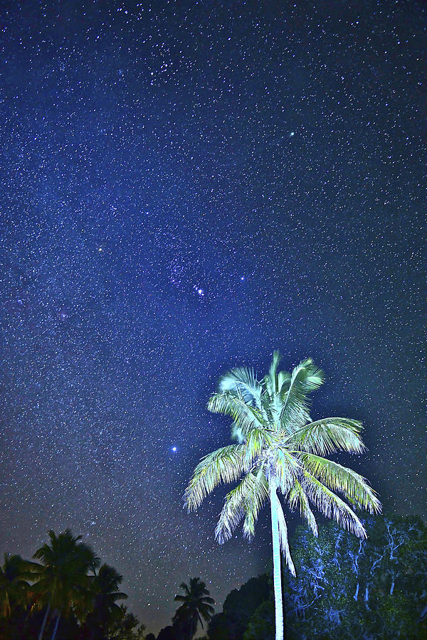 Starry Palm Photograph by Don Mercer