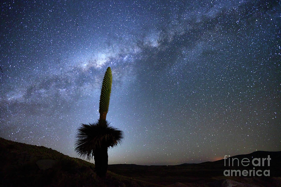 Nature Photograph - Starry Skies and Puya Raimondii Plant in Flower by James Brunker