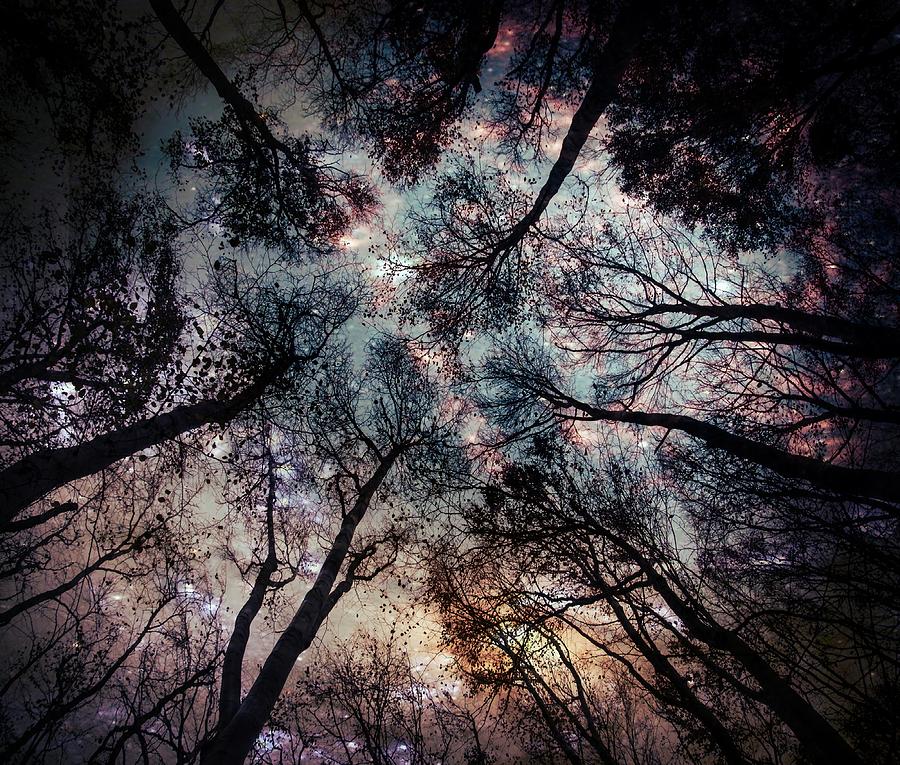 Starry Sky in the Forest Photograph by Marianna Mills