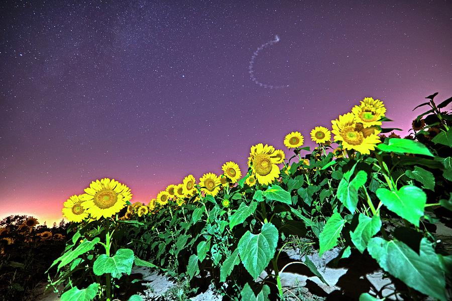 Starry Sky over Colby Farm Sunflowers Newbury MA Photograph by Toby McGuire