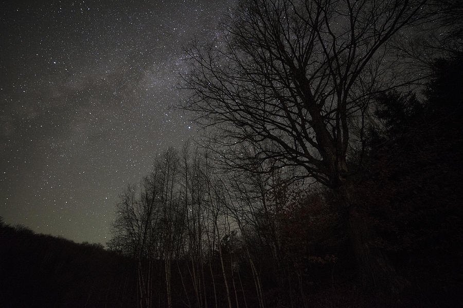 Starry Trees Woodstock VT Photograph by Toby McGuire