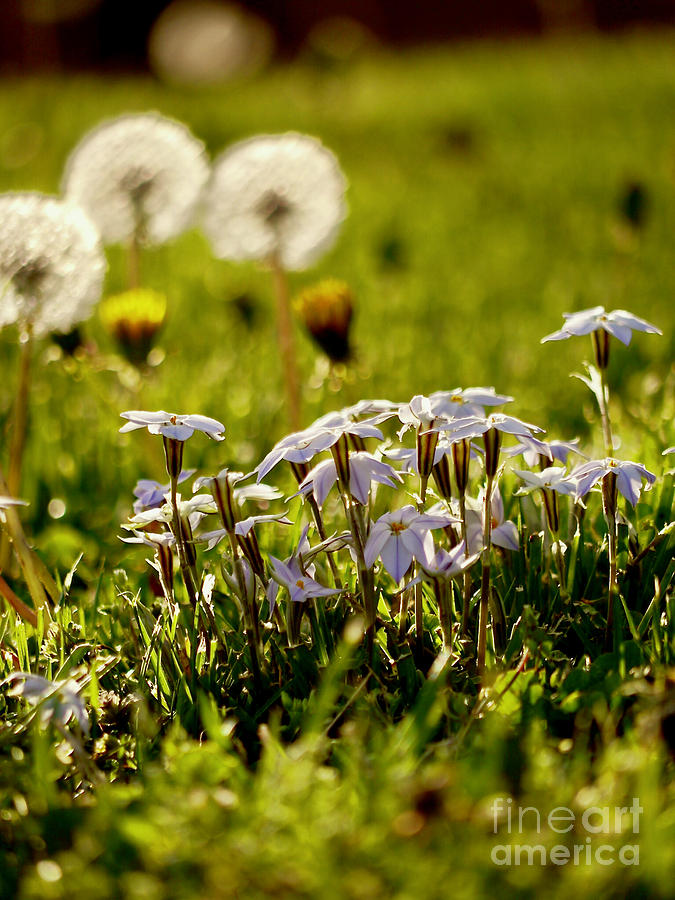 Star Flower Photograph - Stars And Dandelions by Rachel Morrison Star Flower Photograph - Stars And Dandelions by Rachel Morrison