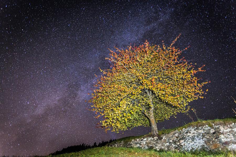 Stars and tree Photograph by Francesco Riccardo Iacomino