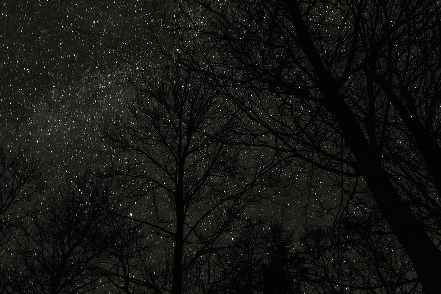Stars and trees Photograph by Joe Holley