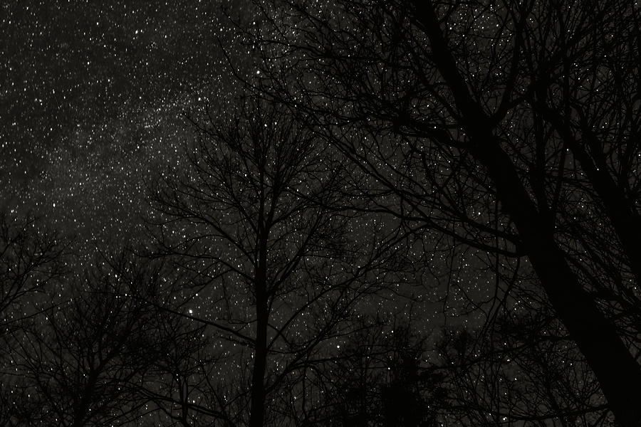 Stars and trees Photograph by Joe Holley - Fine Art America