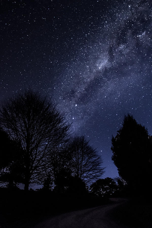 Stars and trees Photograph by Martin Capek