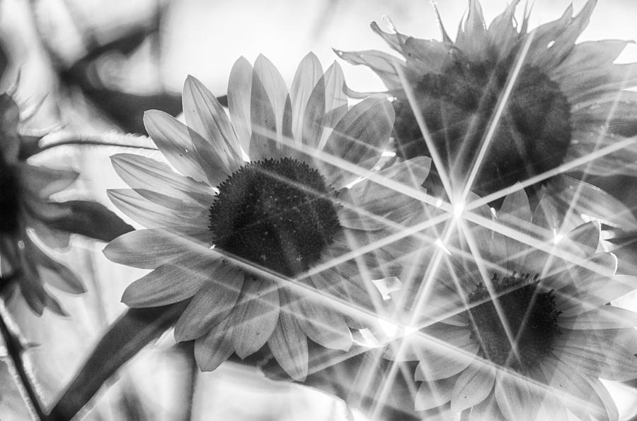 Stars In Sunflowers Bw Photograph