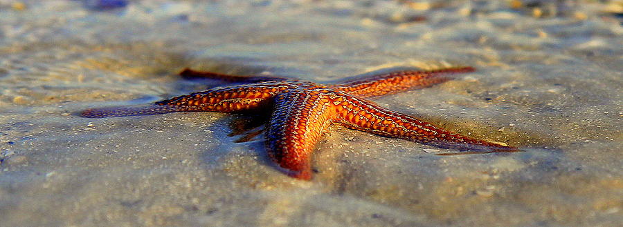 Stars on the Beach Photograph by Sean Allen
