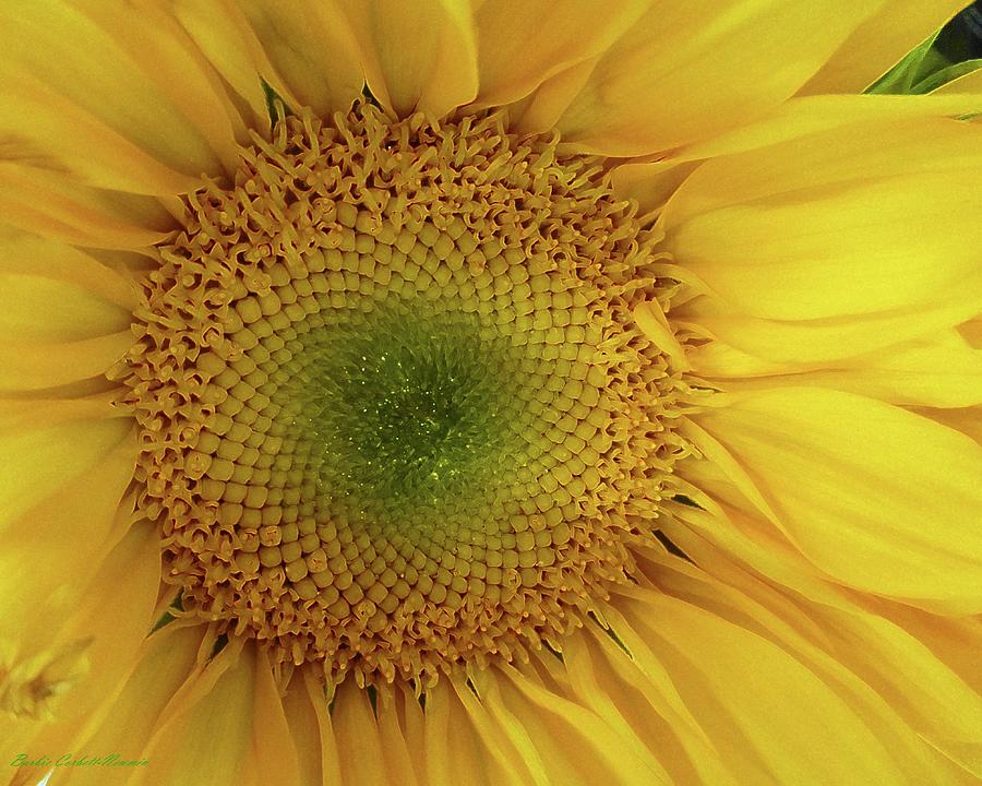Starshine Sunflower Photograph by Barbie Corbett-Newmin