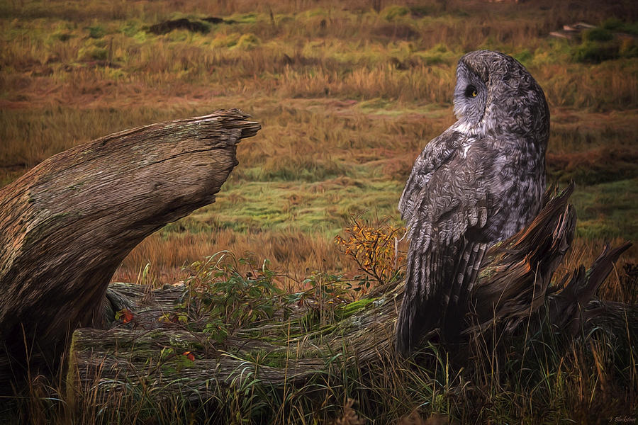 Start Of A New Day - Great Grey Owl Art Photograph by Jordan Blackstone