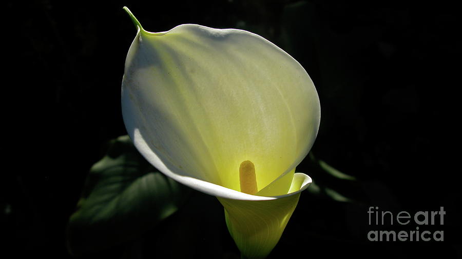 Lily Photograph - Starting Anew by PJ  Cloud