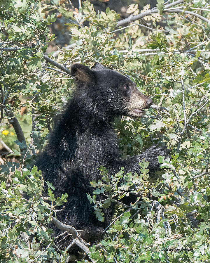 Startled Black Bear Cub Photograph by Stephen Johnson