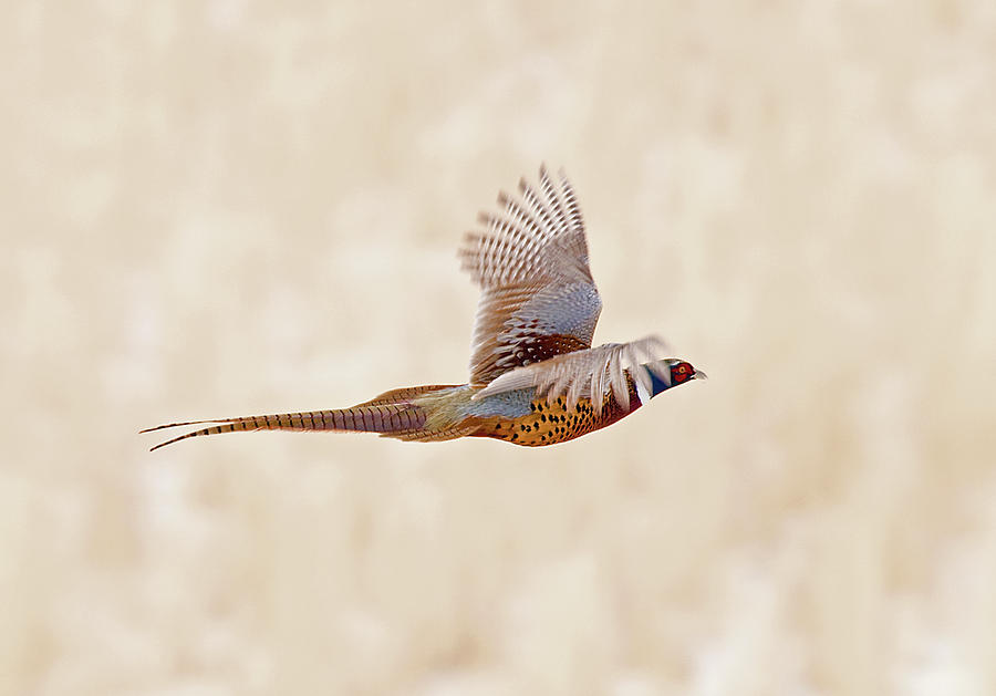 Pheasant Photograph - Startled Ringneck by Earl Nelson