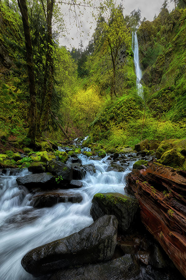 Starvation Creek and Falls Photograph by Ryan Manuel