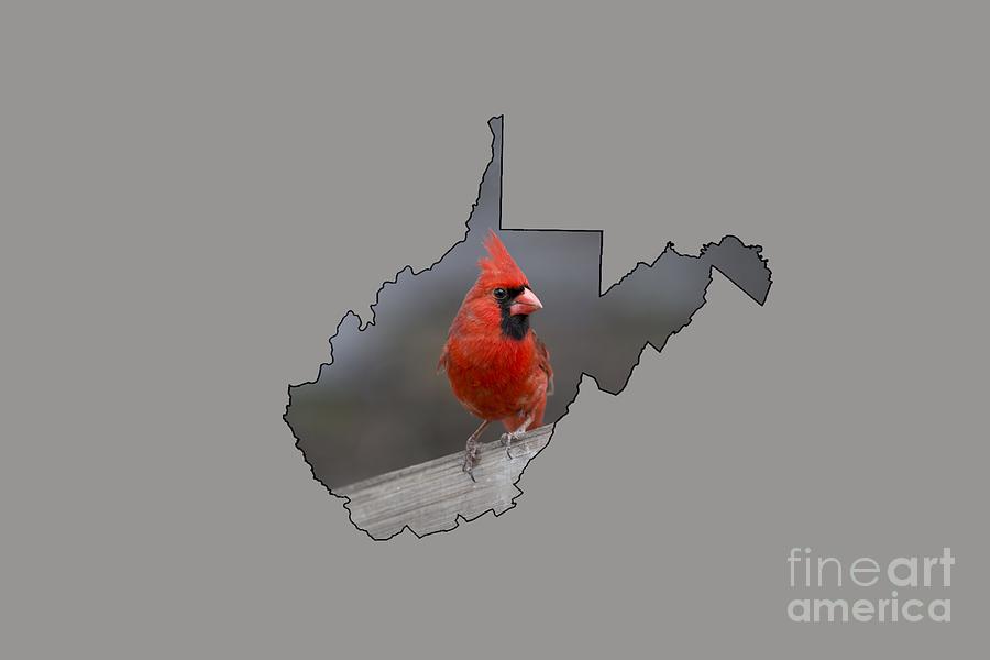 State bird of West Virginia Photograph by Dan Friend