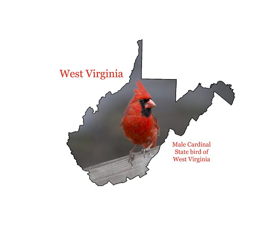 West Virginia's State Bird