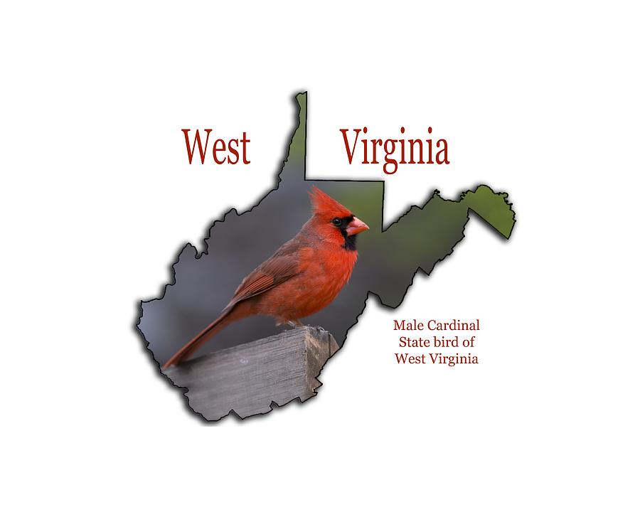 Why is the Cardinal West Virginia's state bird?