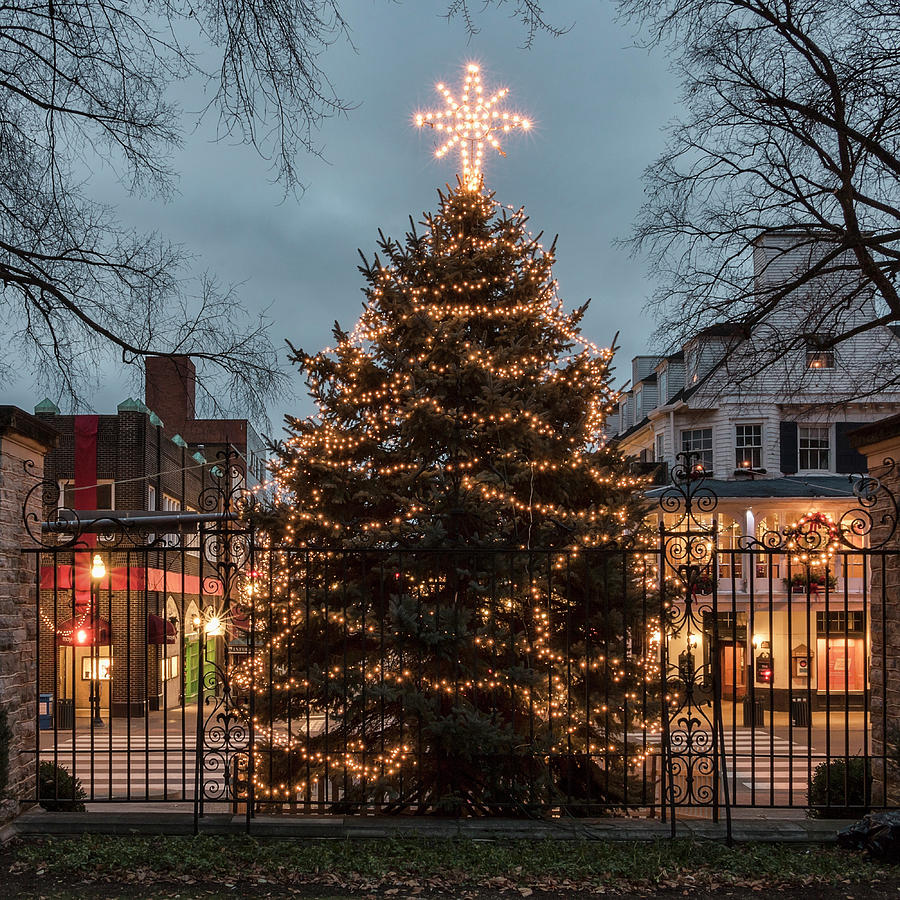 College Christmas Tree 