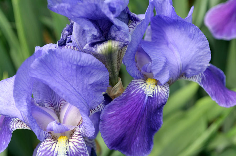 tennessee-state-flower-iris-by-usa-facts-for-kids