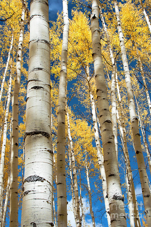 Stately Aspens Photograph by The Forests Edge Photography - Diane Sandoval
