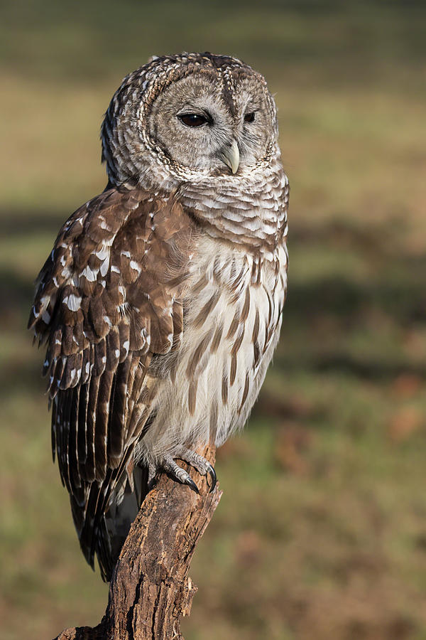 Stately Barred Owl Photograph by Dawn Currie