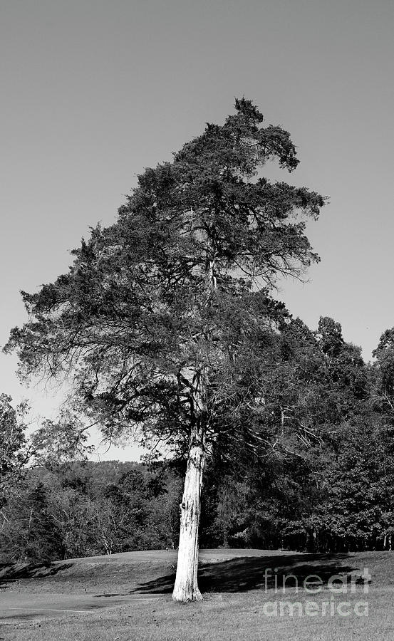 Stately Cedar Bnw Photograph by Skip Willits