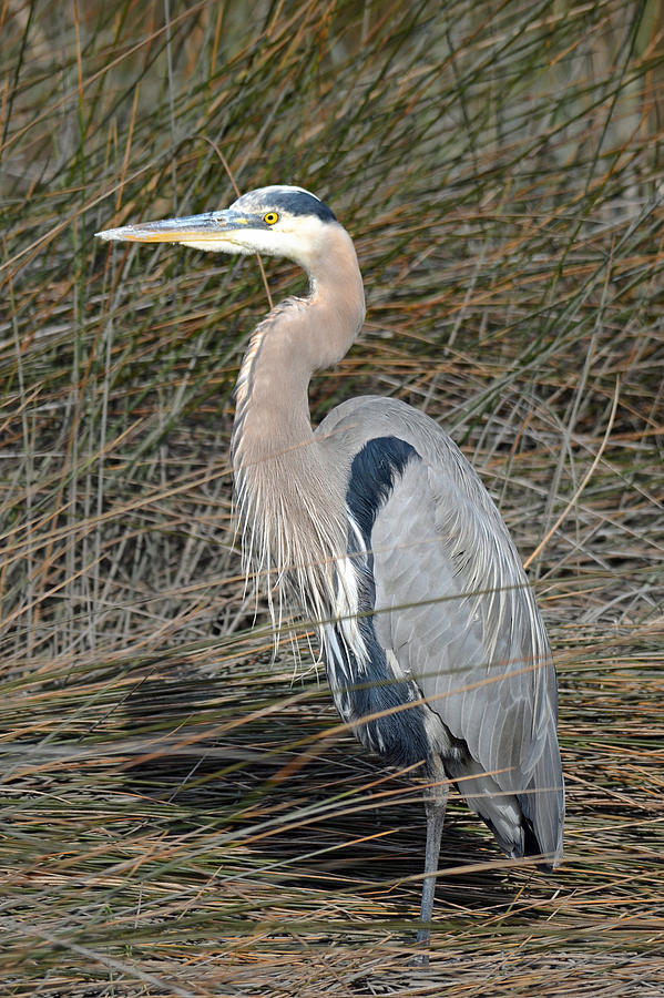 Stately Great Blue Heron  Photograph by Carla Parris