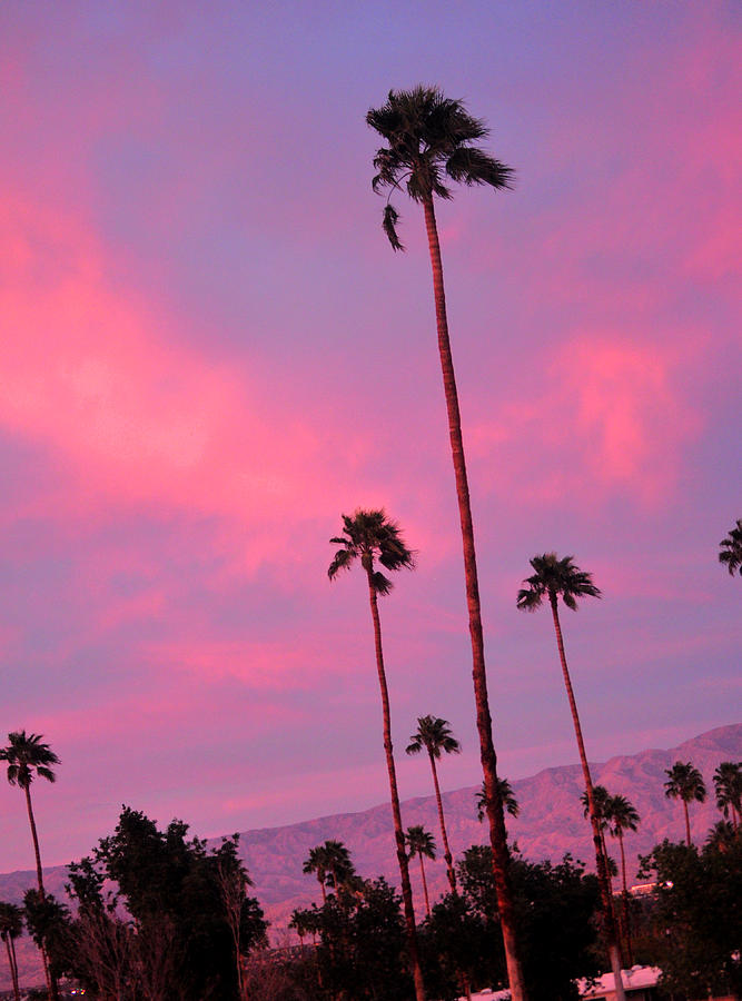 Stately Palms At Sunset Photograph by Jay Milo