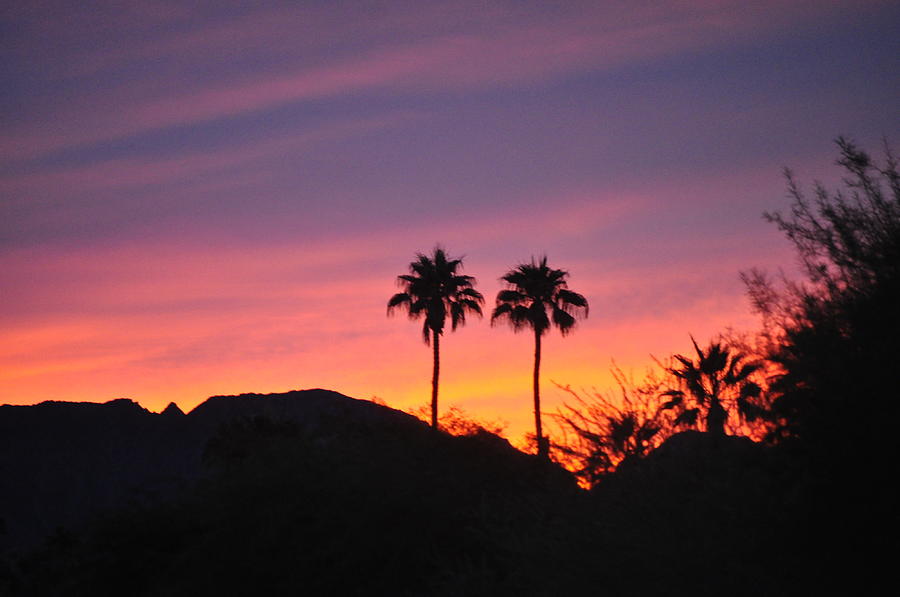 Stately Palms Silhouetted Against A Sunset Sky Photograph by Jay Milo