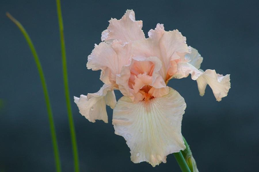 Stately Peach Iris Photograph by Polly Castor