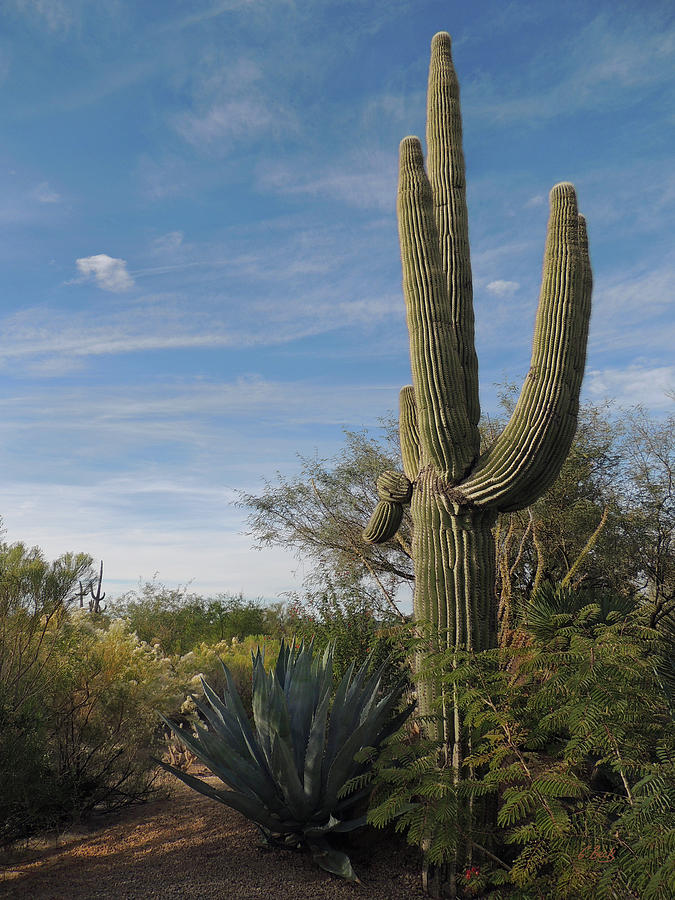 Stately Saguaro Photograph by Gordon Beck