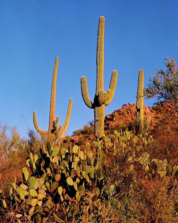 Landscape Photograph - Stately Saguaros by Crystal Garner