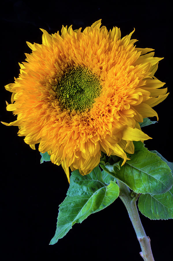 Stately Sunflower Photograph by Garry Gay