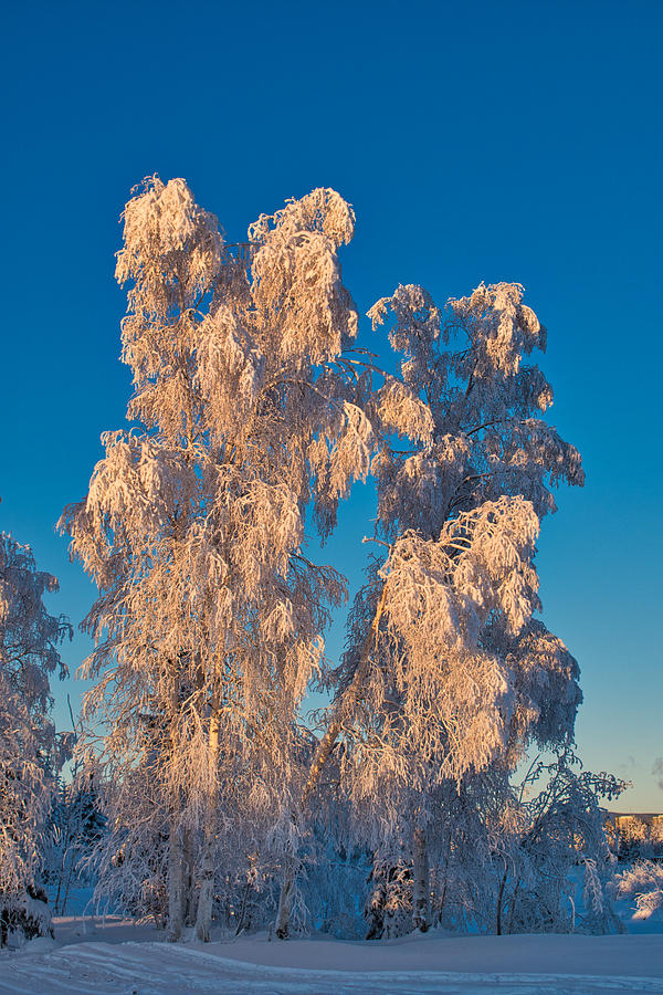 Stately Winter Birches Photograph by Cathy Mahnke